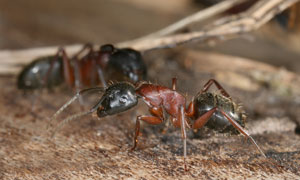 ant extermination new england