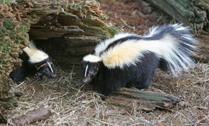 skunk extermination ma
