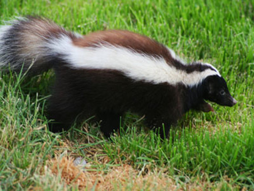skunk removal