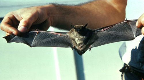 south shore bat removal