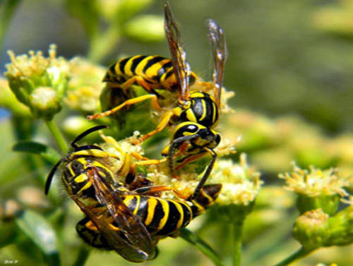 yellow jacket wasps