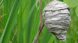 remove hornet nest ma