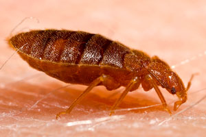 identify bed bug problem