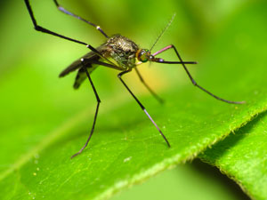 ma mosquito exterminator