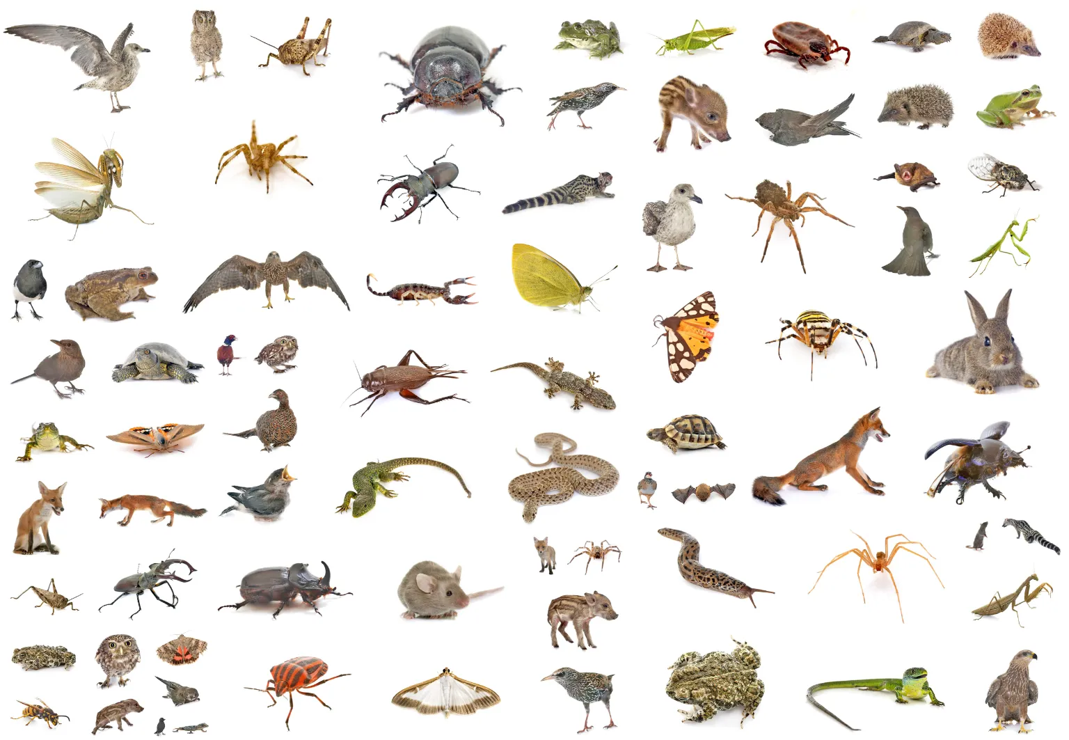 Iich Insects Pest Control in Weymouth, MA | South Shore IPM | 50+ Yrs Experience