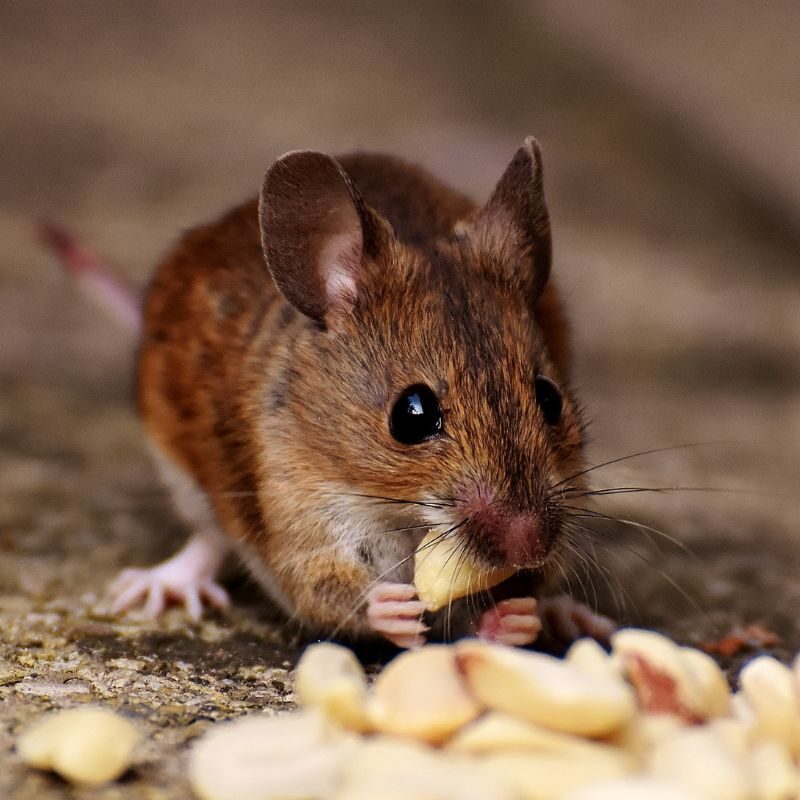 lp rodent control 4