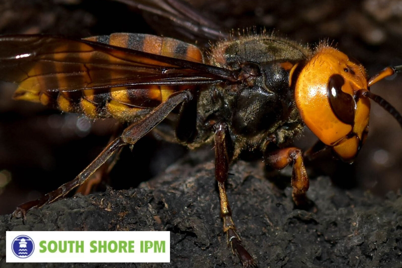 How to Treat a Bald Faced Hornet Sting | South Shore IPM