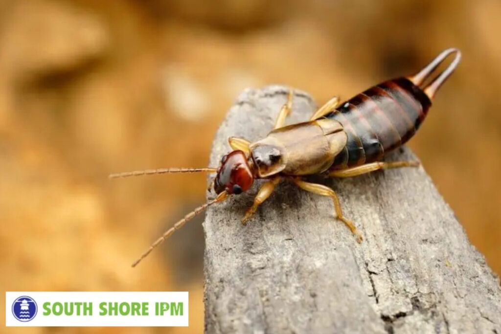 earwig