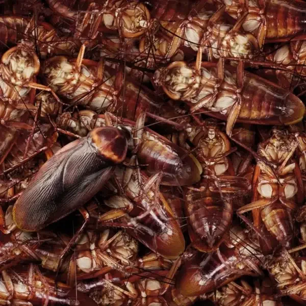 exterminators boston ma