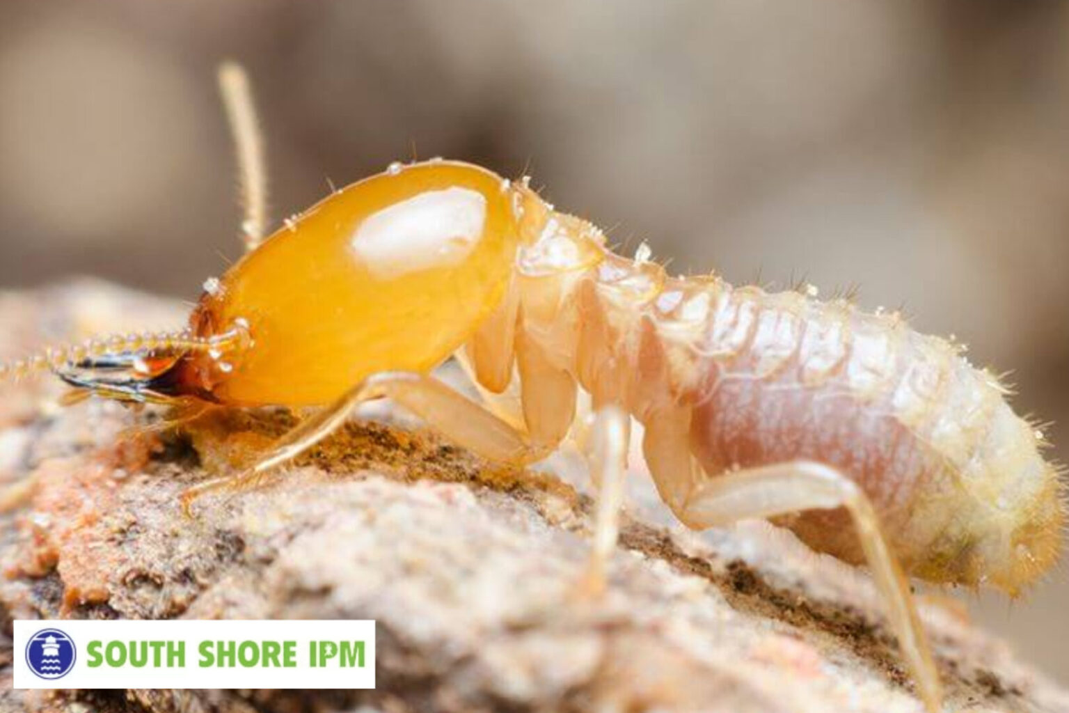 Do Termites Bite at Night? Know Their Habits & Risks