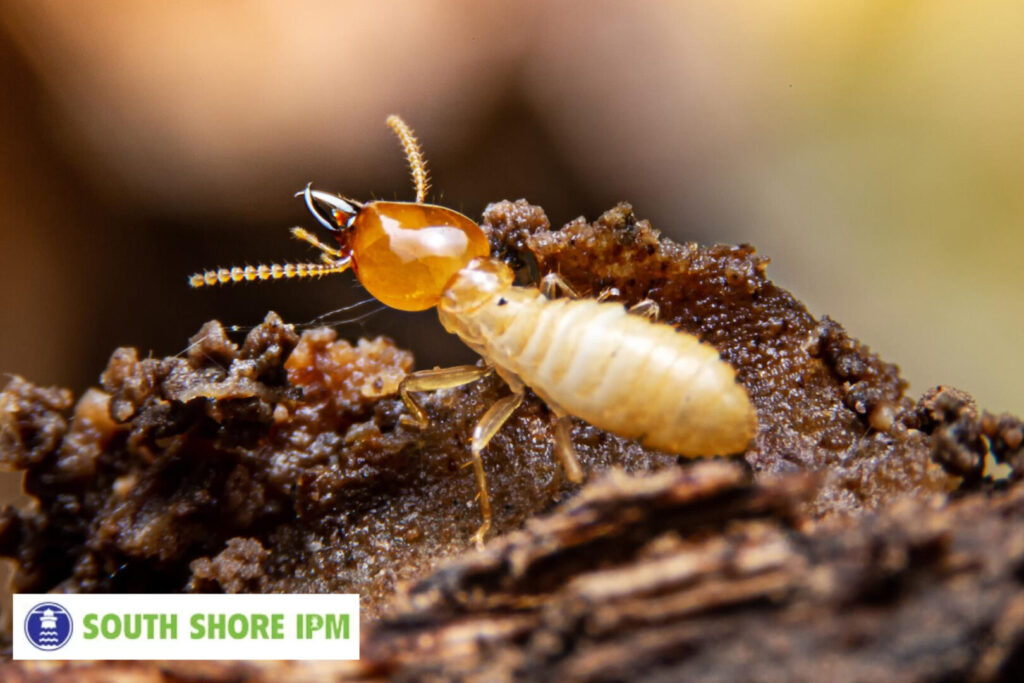 termites