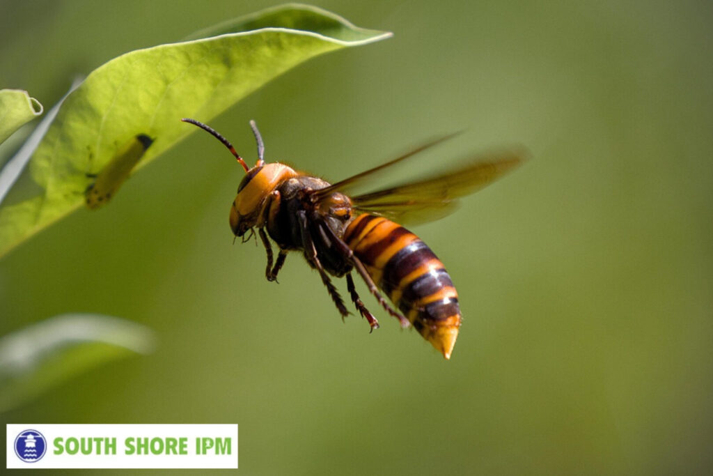 hornet control