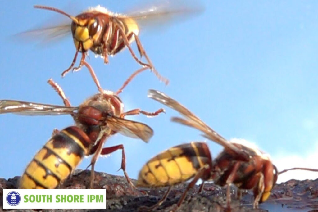 hornet control