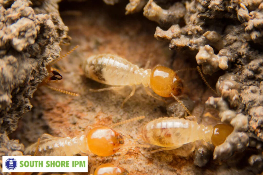termite control