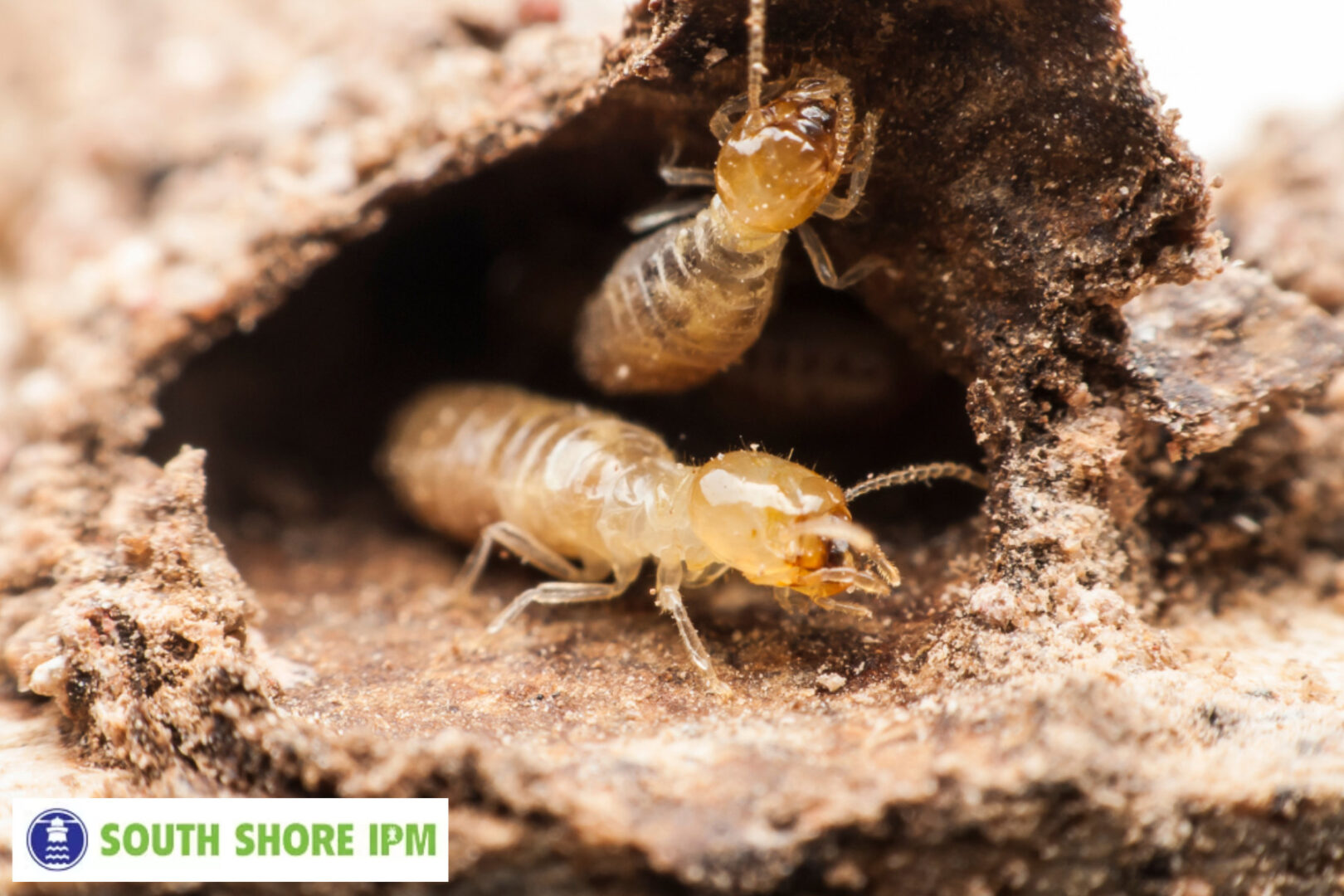 termite control