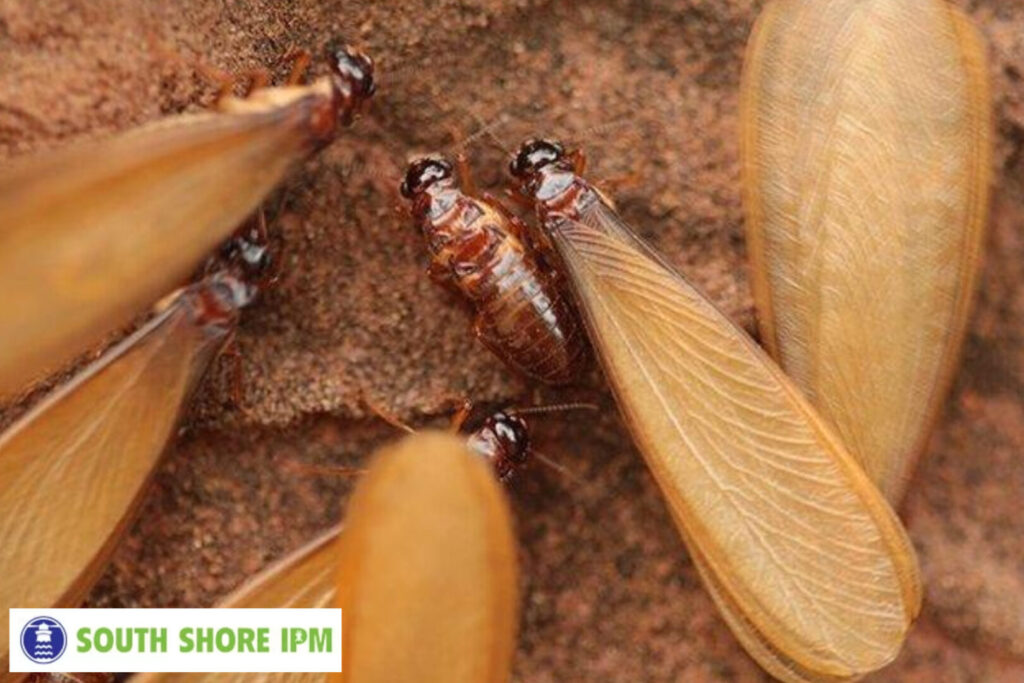 termite control