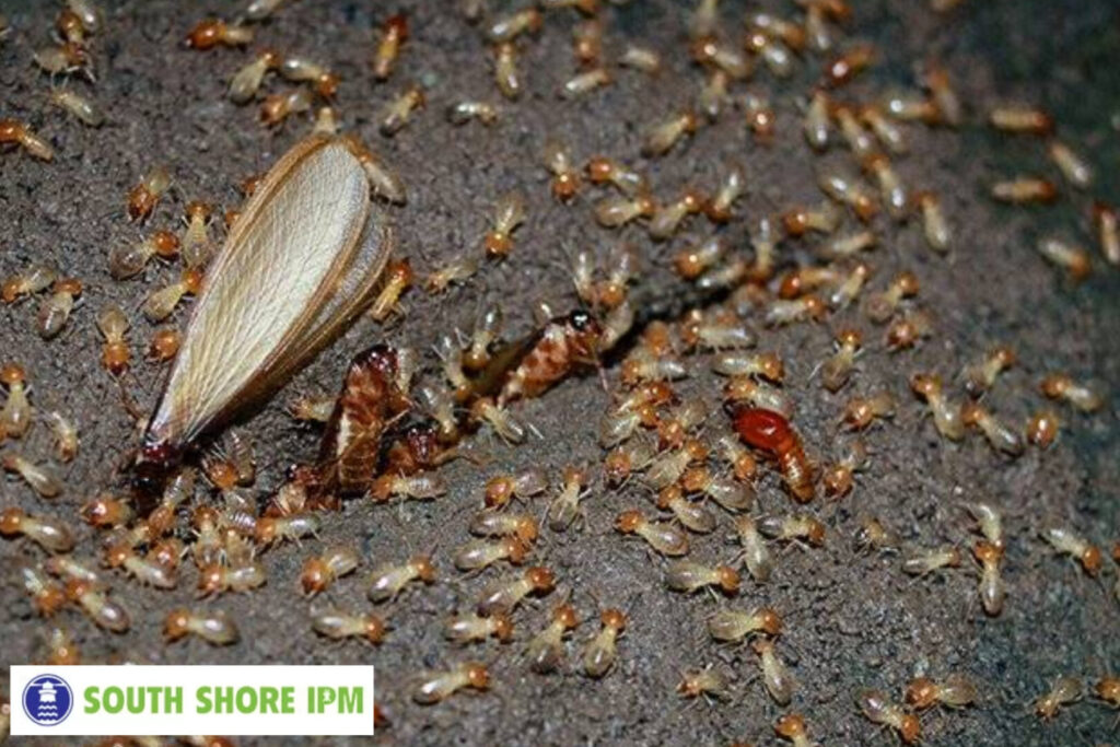termite control