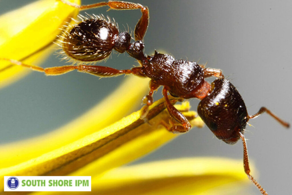ant