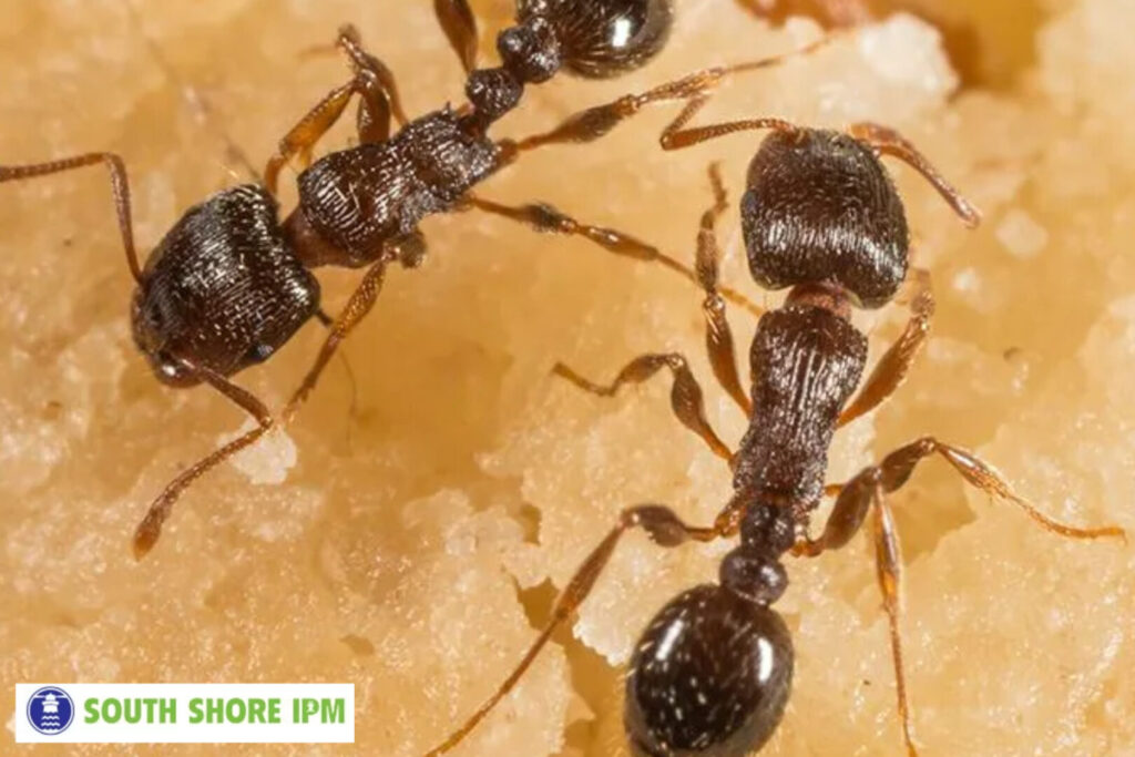 ant