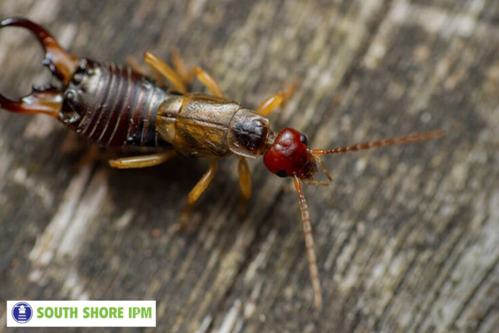 earwig