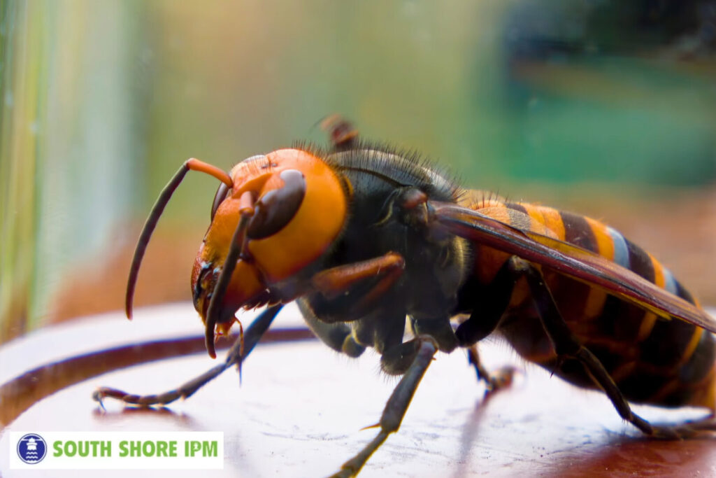hornet