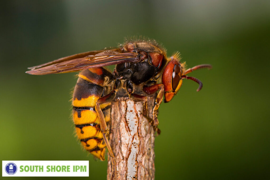hornet