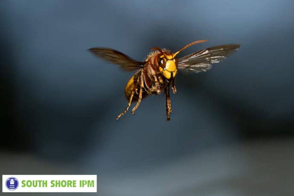 hornet
