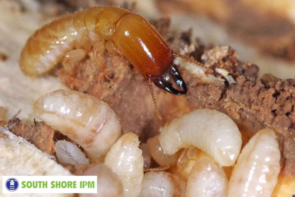 termite