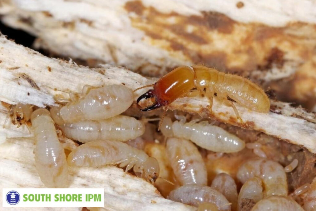 termite