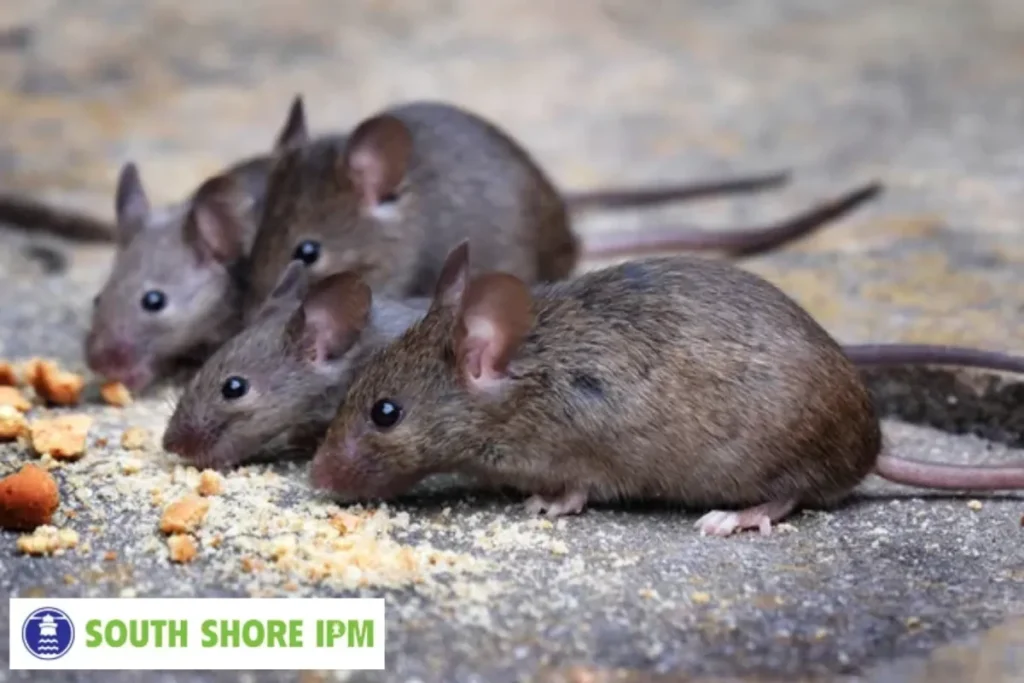 Mice feeding in urban house