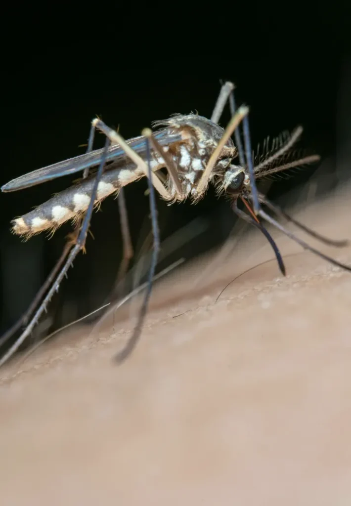 pest control Holbrook ma