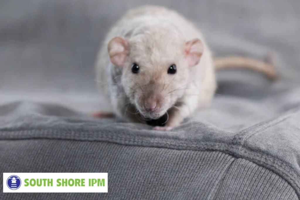 rodent