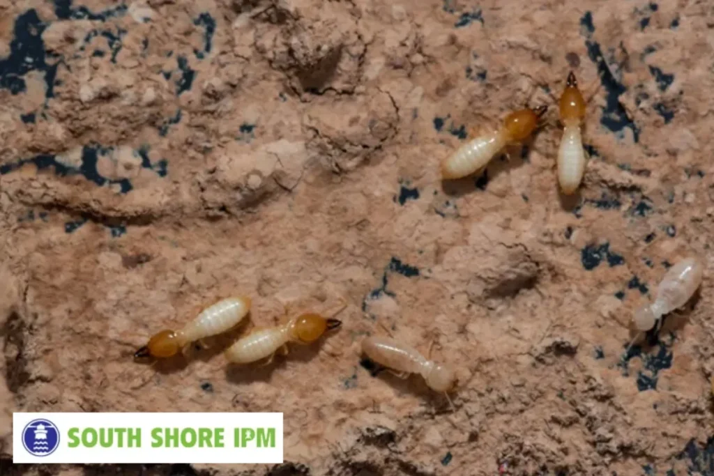 Termites Eating wood