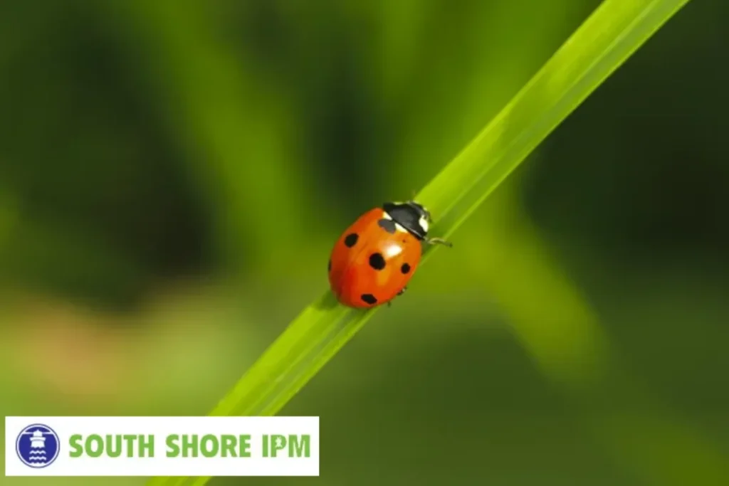 bug on grass