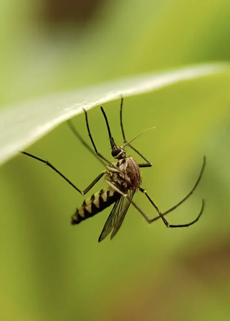 pest control services weymouth