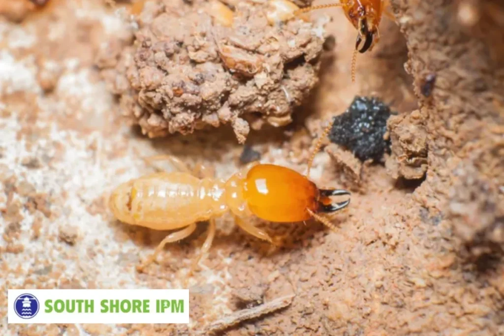 termites