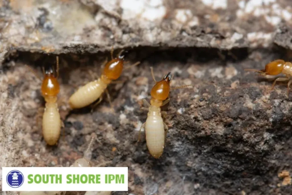 termite