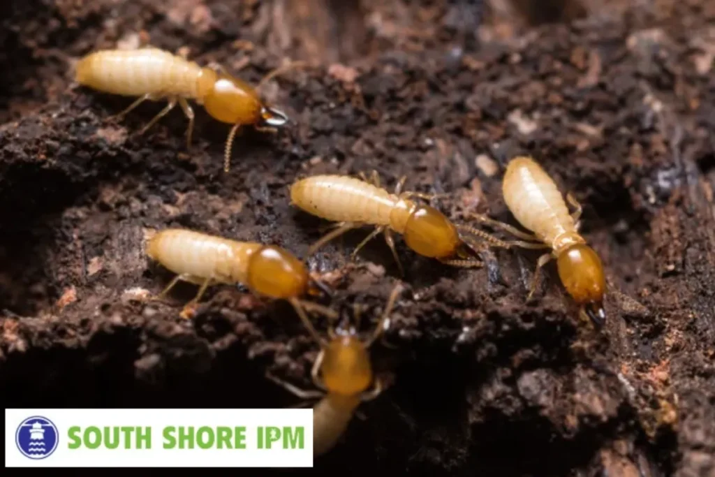 termite