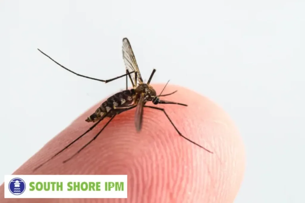 mosquito
