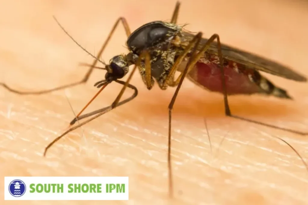 mosquito on human skin