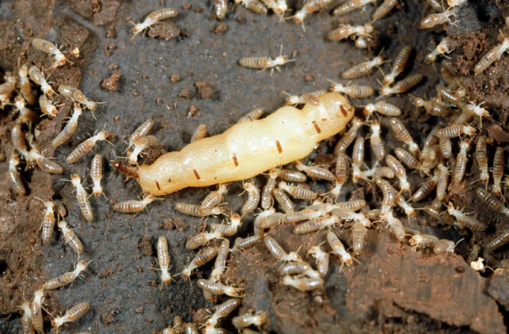 termite treatment