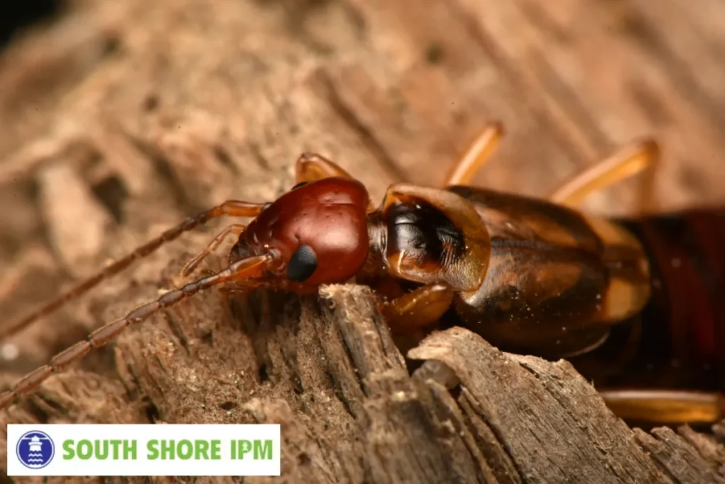 earwig found on the wood