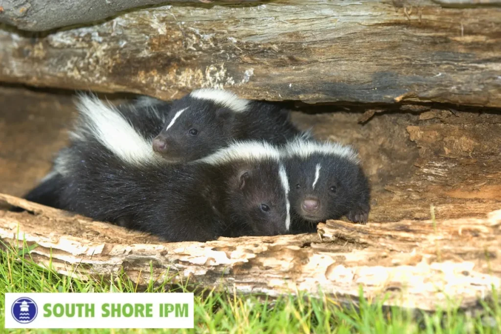 skunks in hollow log