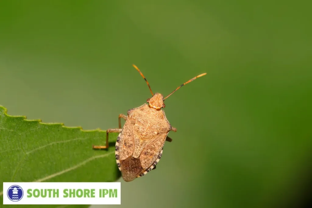 stink bug on the green leaf