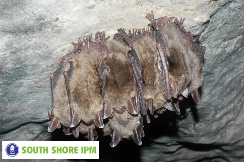 bats