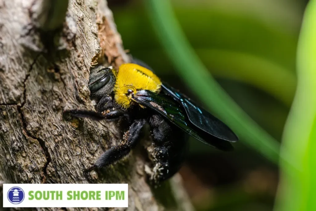 carpenter bee