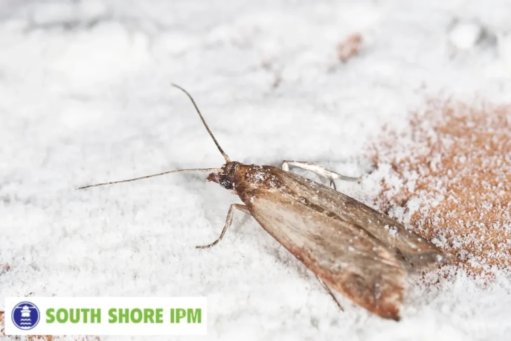 pantry moth