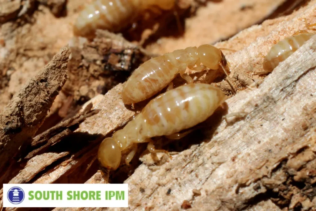 termite