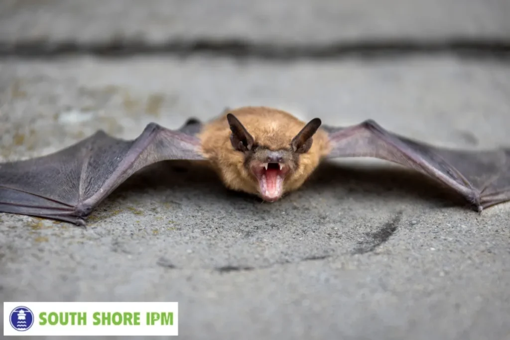 bat