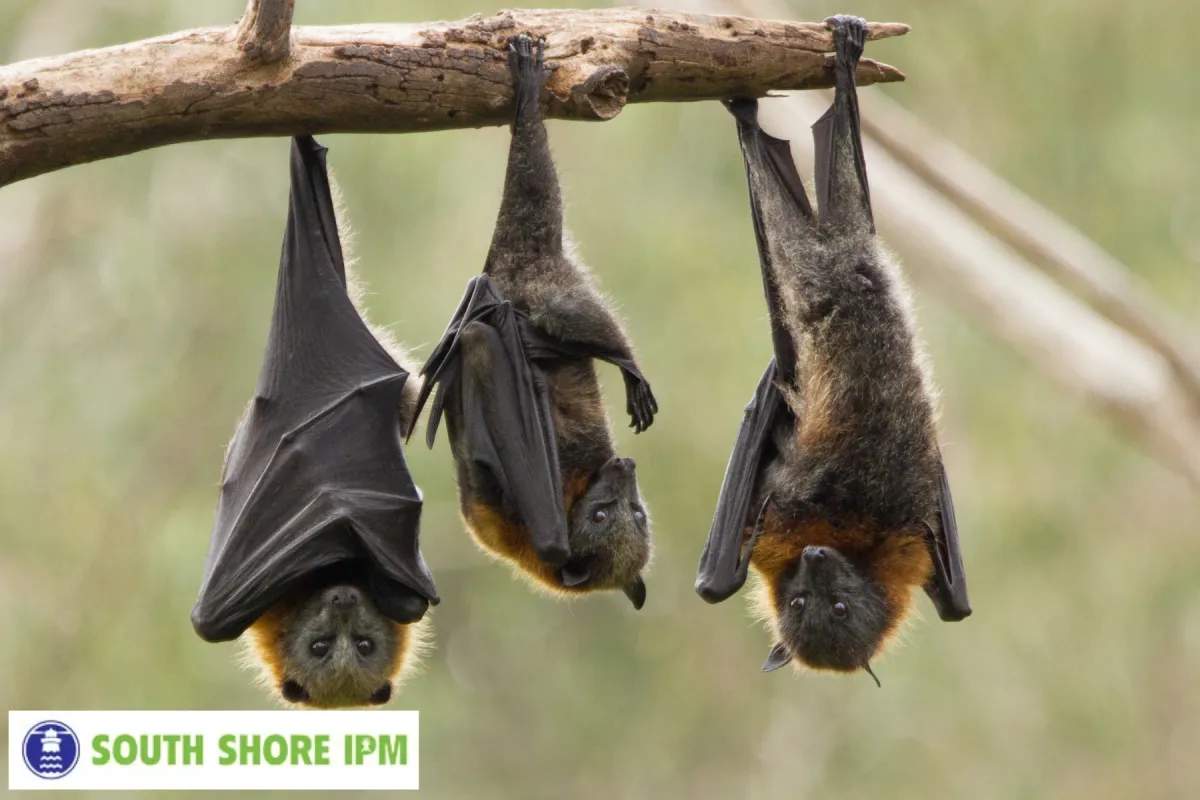 fruit bats